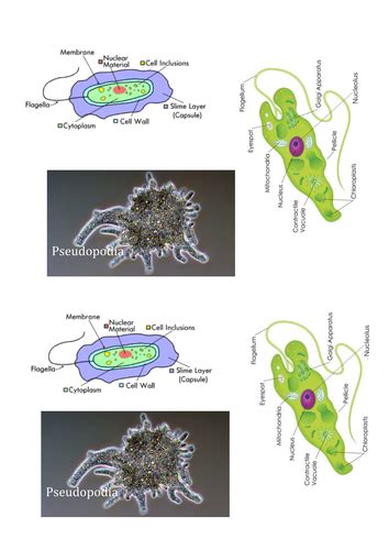 Ks3 Cells And Organisation 14 15 Unicellular Organisms Teaching Resources