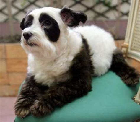 Remember The Panda Dog Pethelpful