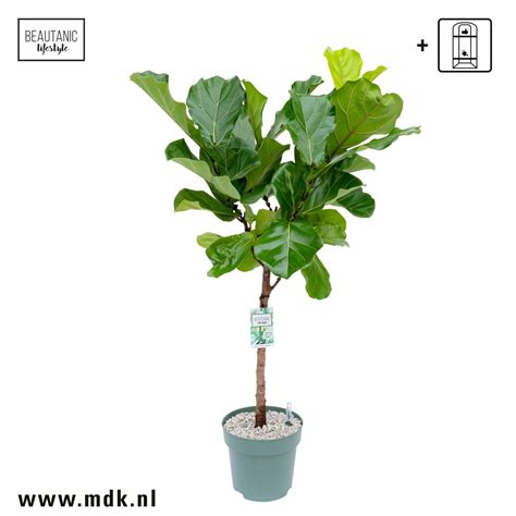 Ficus Lyrata — Plant Wholesale Floraccess