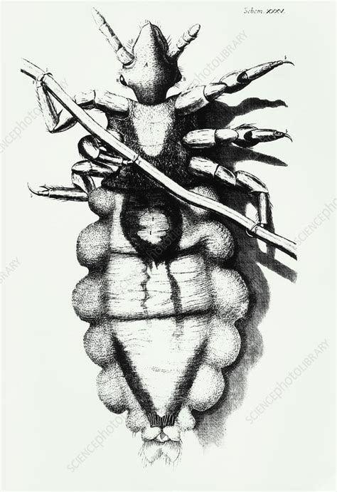 Hooke S Drawing Of A Human Louse Stock Image Z Science