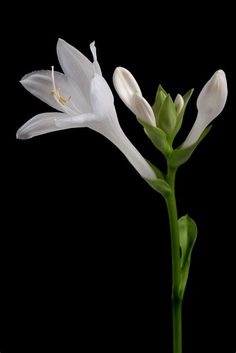 Navegue pelas 34,166 black and white flower photography imagens e fotografias de stock disponíveis ou comece uma nova pesquisa para explorar mais imagens e fotografias de stock. White Flower Black Background Free Stock Photo - NegativeSpace