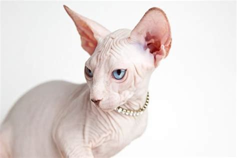 40 Amazing Hairless Sphynx Cat Pictures Tail And Fur Cat Breeds Hairless Cat Sphynx Cat