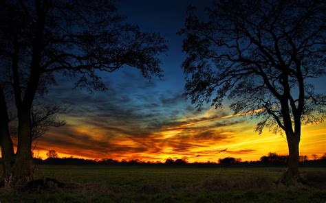Tall Trees Trees Sky Sunset Hdr Hd Wallpaper Wallpaper Flare