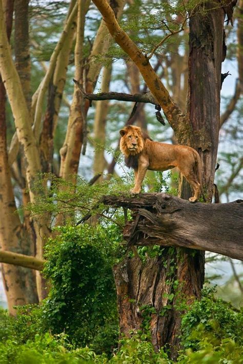 The Congo Rain Forest African Rainforest Animals African Animals