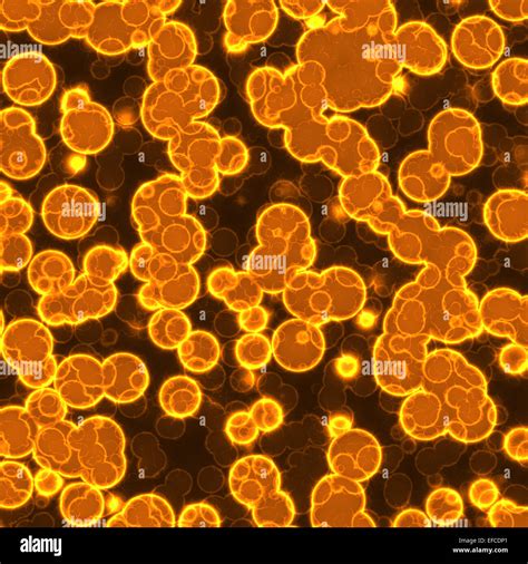Bacteria Under Microscope Stock Photo Alamy