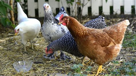 3 Tips For Raising Your Own Backyard Chickens Youtube