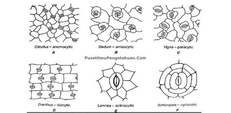 Tipe Tipe Stomata Tipe Tipe Stomata Riset