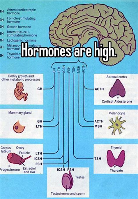 Hormones Are High