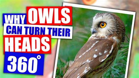 Why Can Owls Turn Their Heads Around 360 Youtube