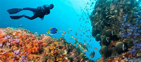 Your Guide To Coral Reef Diving In Grand Cayman The Residences Grand