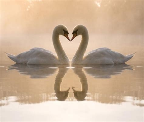 Swans Making A Heart With Images Animals Kissing Swan Love