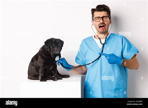 Sad Male Vet Doctor Examining Cute Little Dog Pug With Stethoscope