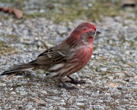 Exploring Nature In Nc Mycoplasmal Conjunctivitis In House Finches