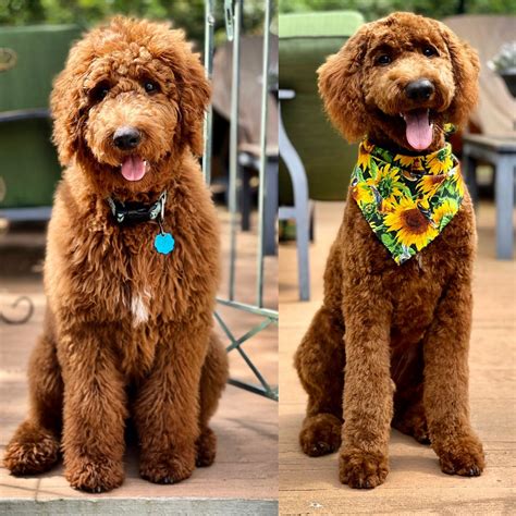 Murphy At 5 Months Old Before And After Teddy Bear Goldendoodle