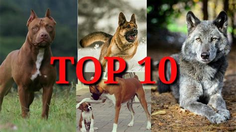 Top 10s Most Dangerous Dogs In The World Youtube