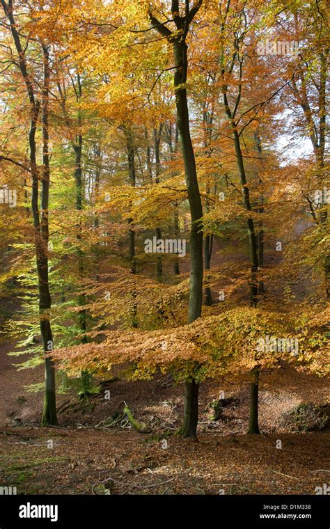 Beech Trees In Broadleaf Forest With Foliage In Fall Colors In Autumn