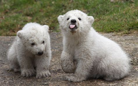 These Goofy Polar Bear Cubs Baby Polar Bears Baby Animals Animals