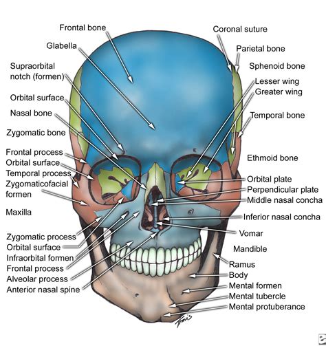 Facial Bone Anatomy Dental Anatomy Medical Anatomy Facial Bones