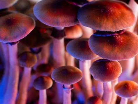 Some Considerations For Legalizing Psychedelics As A Service In