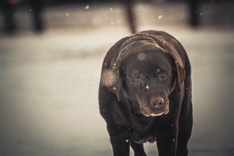 Dog Under The Snow Stock Image Image Of Black Winter 223557667