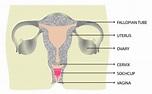 Anatomy Of The Human Body Female Reproductive : Reproductive System ...