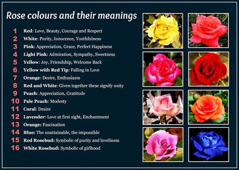 Beautiful Rose Colors and Their Meanings. | Rose color meanings, Rose meaning, Color meanings