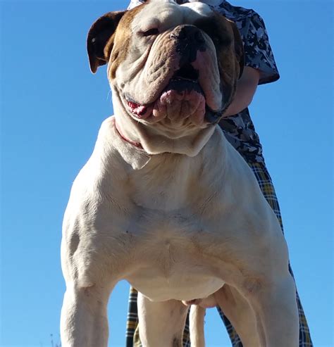 Our bulldogs are johnson classic. Johnson American Bulldog For Sale -- American Bulldog Puppies