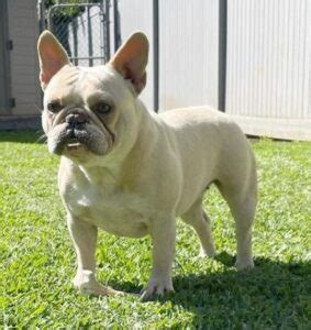 At poetic french bulldogs in florida thorough consideration is given to produce healthy, quality frenchies. 4 Best French Bulldog Breeders in Hawaii! (2021) - Smiling ...