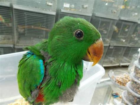 Baby Male Eclectus Baby For Sale In Hollywood Florida Animals Nstuff