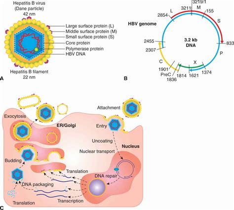 Oncogenic Viruses And Tumor Viruses Basic Science Of Oncology