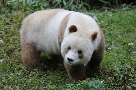 The Brown Panda Who Was Mistreated By His Mother Is Now Content In