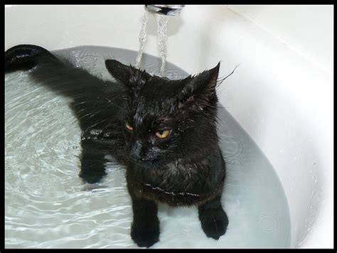 Cat Tub Swimming Pool Check Trappedinabay Flickr