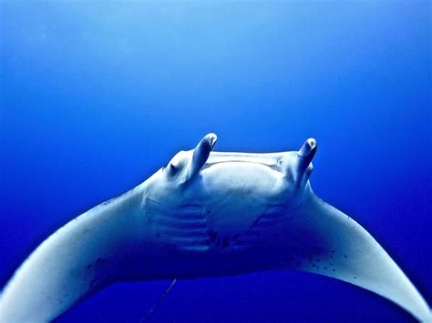The Manta Ray Underwater Ballet Manta Ray Underwater Sea Creatures