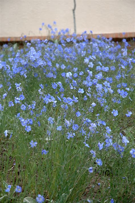 Sapphire Perennial Flax Linum Perenne Blue Sapphire In Inver Grove
