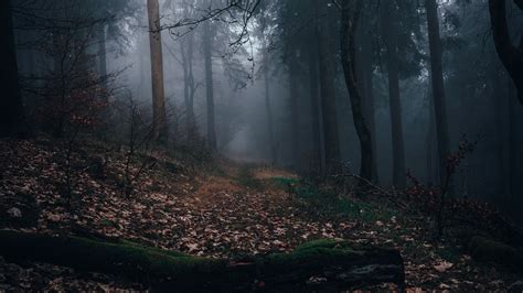 Download Wallpaper 3840x2160 Forest Fog Path Autumn Nature 4k Uhd
