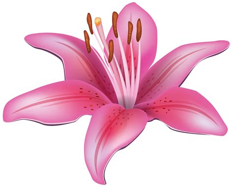 Lily Clip Art Images Illustrations Photos