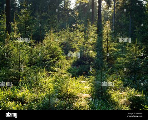 Spruce Forest Norway Spruce Picea Abies Backlit Thuringian Forest