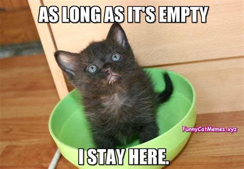 If The Bowl Is Empty Funny Kitten Meme