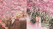 拉拉山櫻花季準備衝一波 網紅激推絕美角度！不藏私分享
