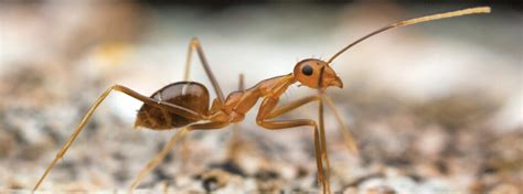 Invasive Ants Pest Phobia