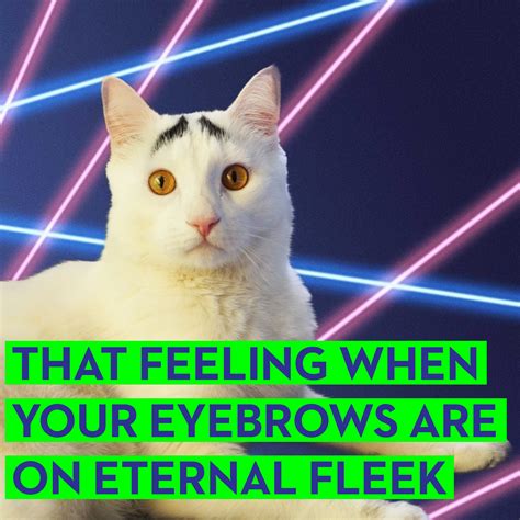 Cat Meme Images Free Download On Freepik Atelier Yuwaciaojp