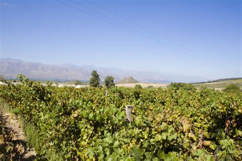 Vineyards Cape Town Daily Photo