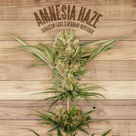 Amnesia Haze The Plant Cannabis Strain Info