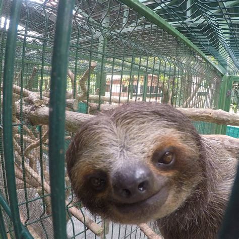 Sloth Sanctuary Of Costa Rica Cahuita 2022 Alles Wat U Moet Weten