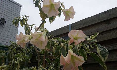 Exotic Variegated Pink Brugmansia Growers International