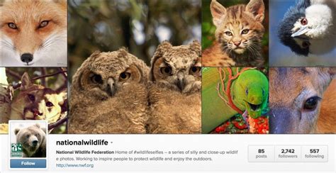 Wildlife On Instagram 25 Best Nature Photographers To Follow Nature