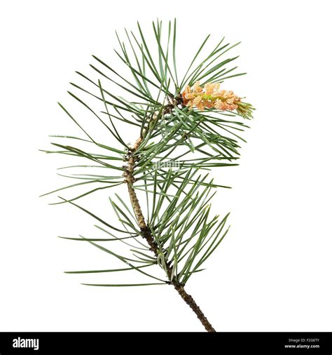Pinus Sylvestris Branch Isolated On White Background Stock Photo Alamy