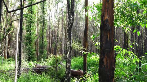 Premium Stock Video Regrowth Australia Forest Mother Nature Wide