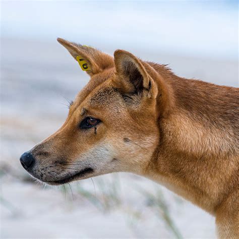 Dingo Facts Wisdom Panel Dog Breeds