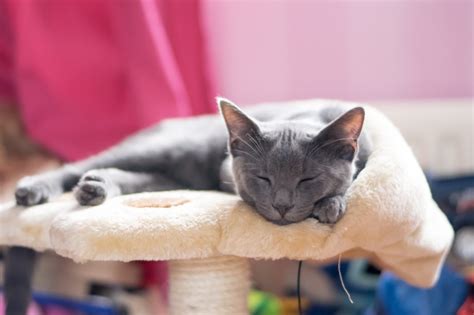 Jahrhundert bei einer katzenshow in großbritannien als blaue siamkatze ausgestellt. Korat-Katze Charakter, Haltung & Pflege | zooplus